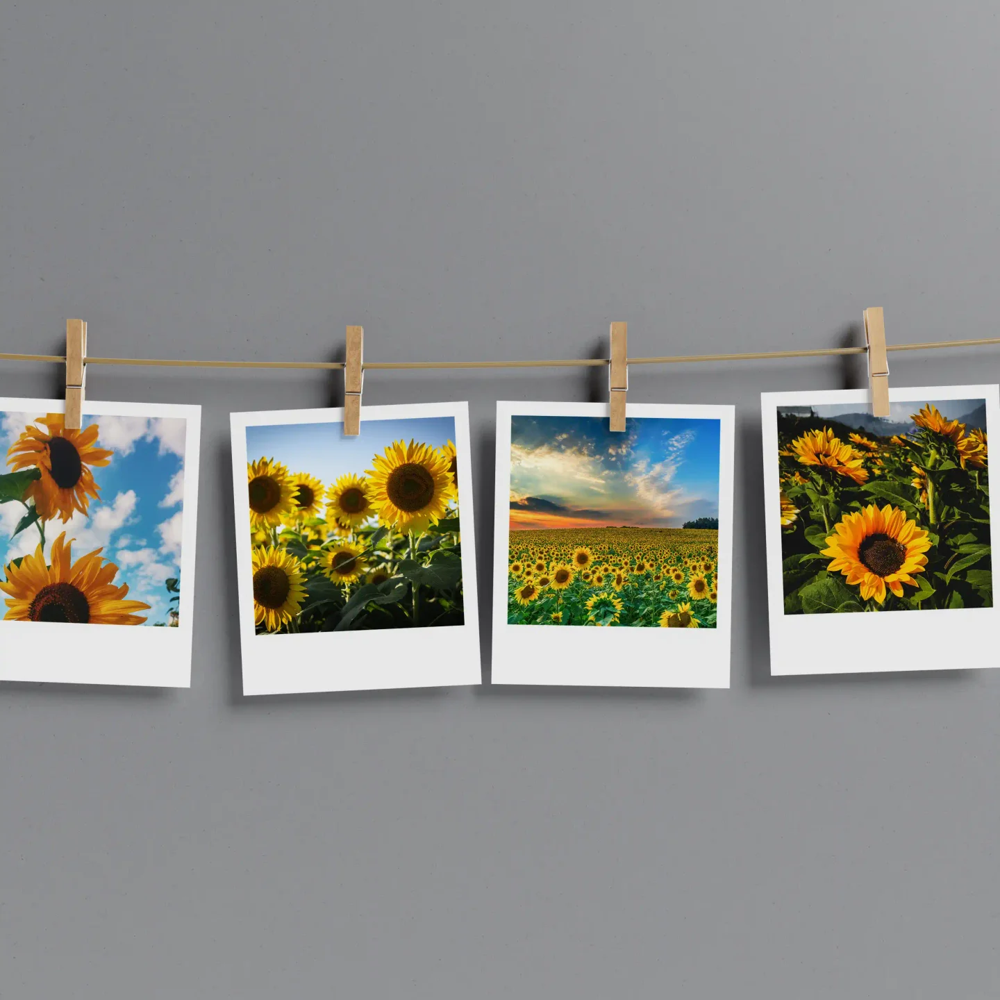 Sunflowers Prints Set of 12