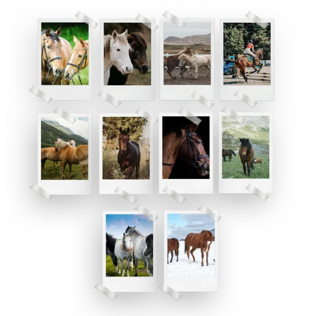 Horses Prints Set of 10