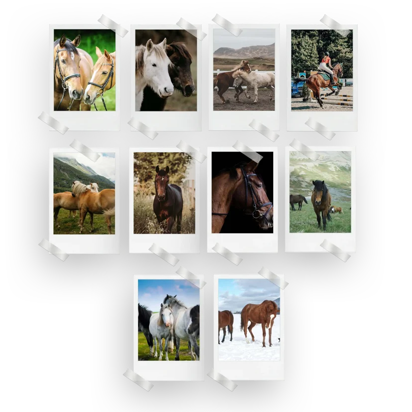 Horses Prints Set of 10