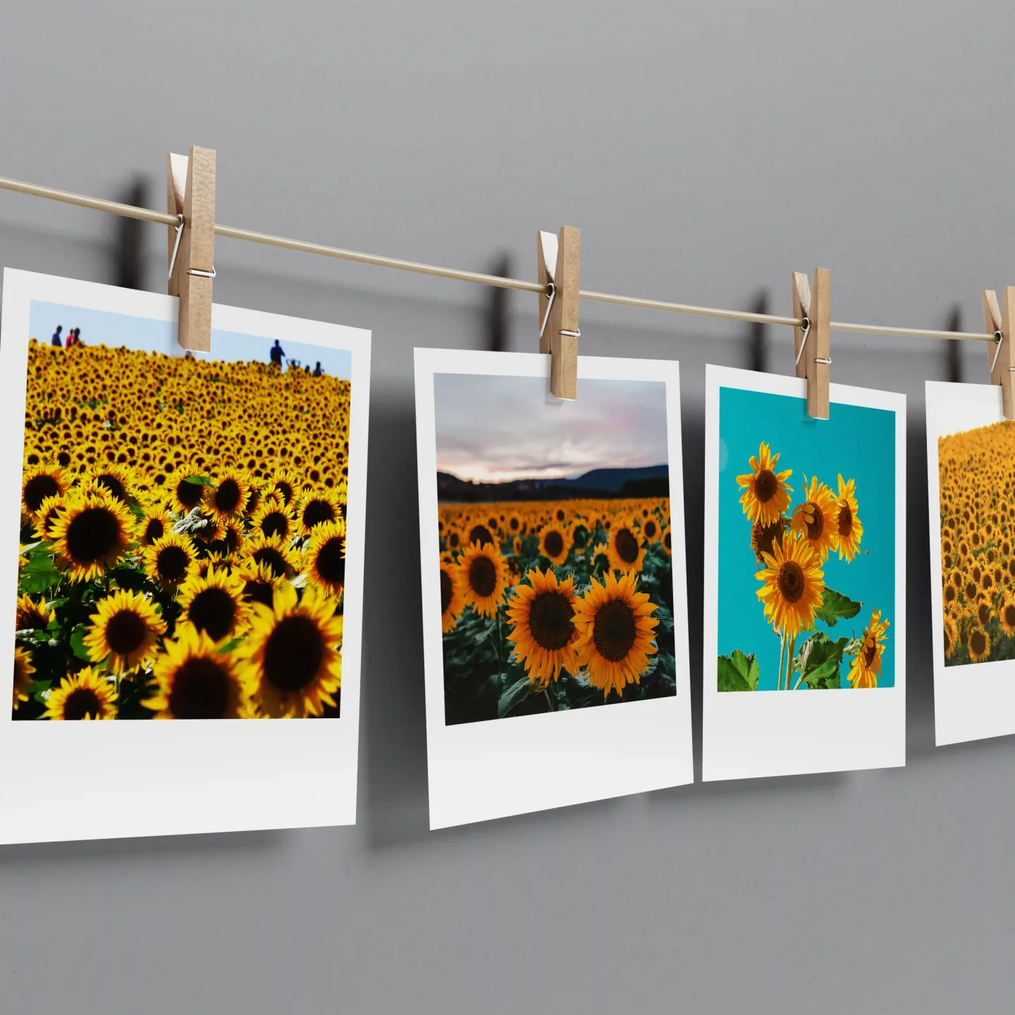 Sunflowers Prints Set of 12