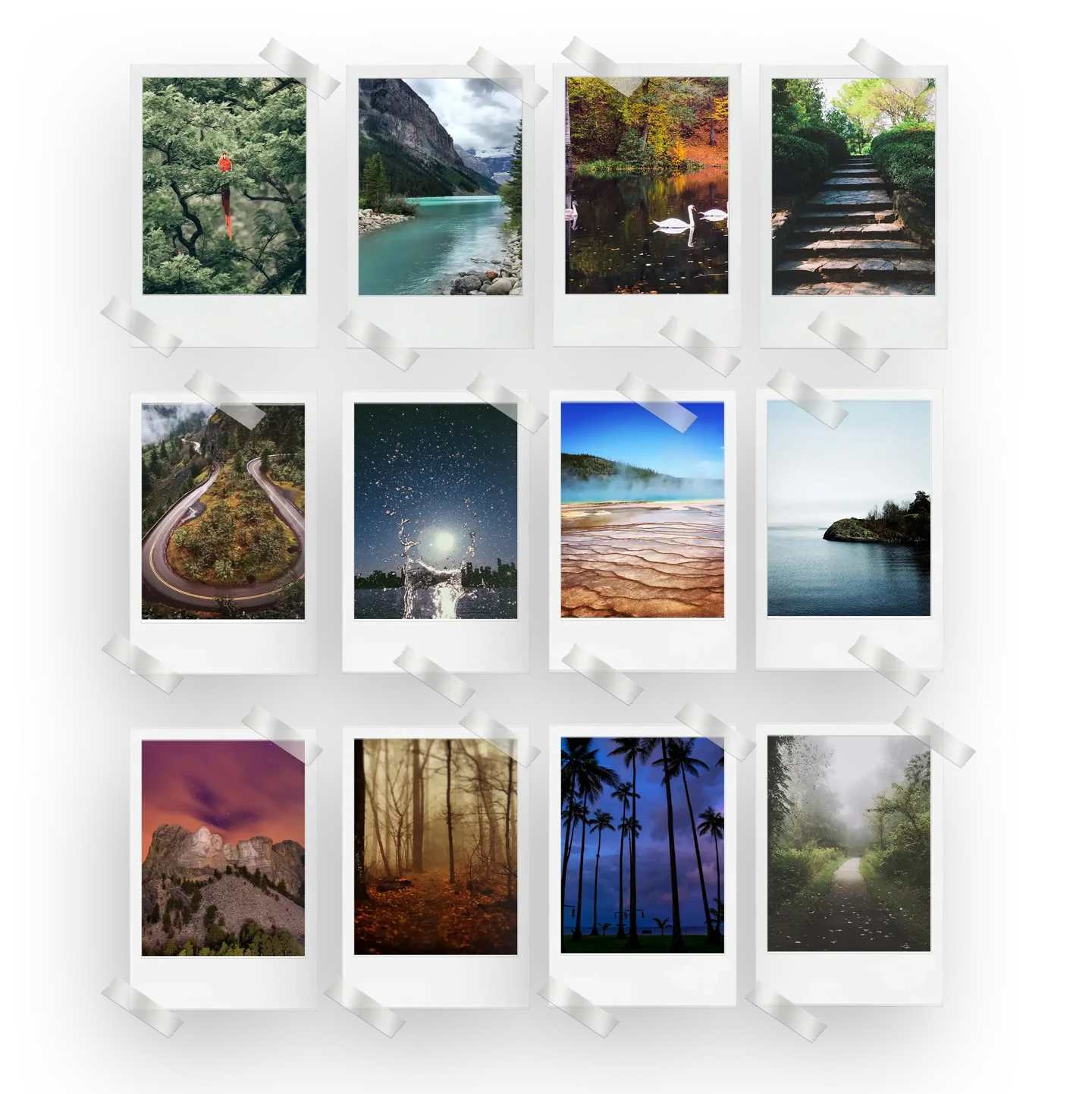 Nature Prints Set of 12