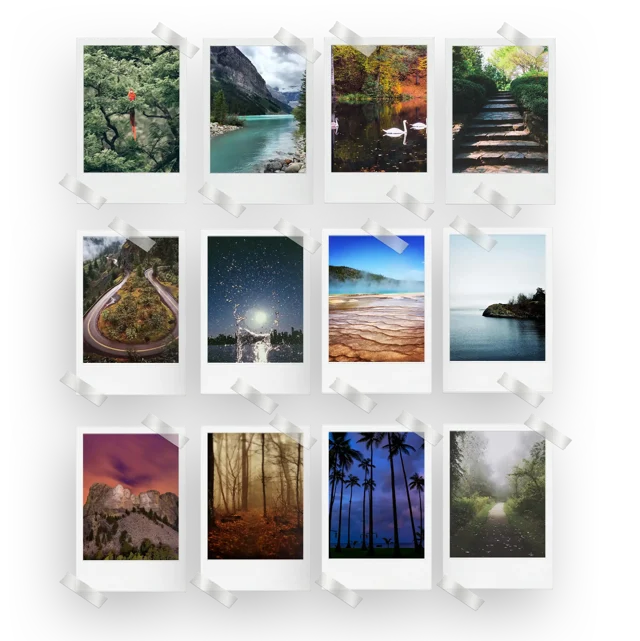 Nature Prints Set of 12