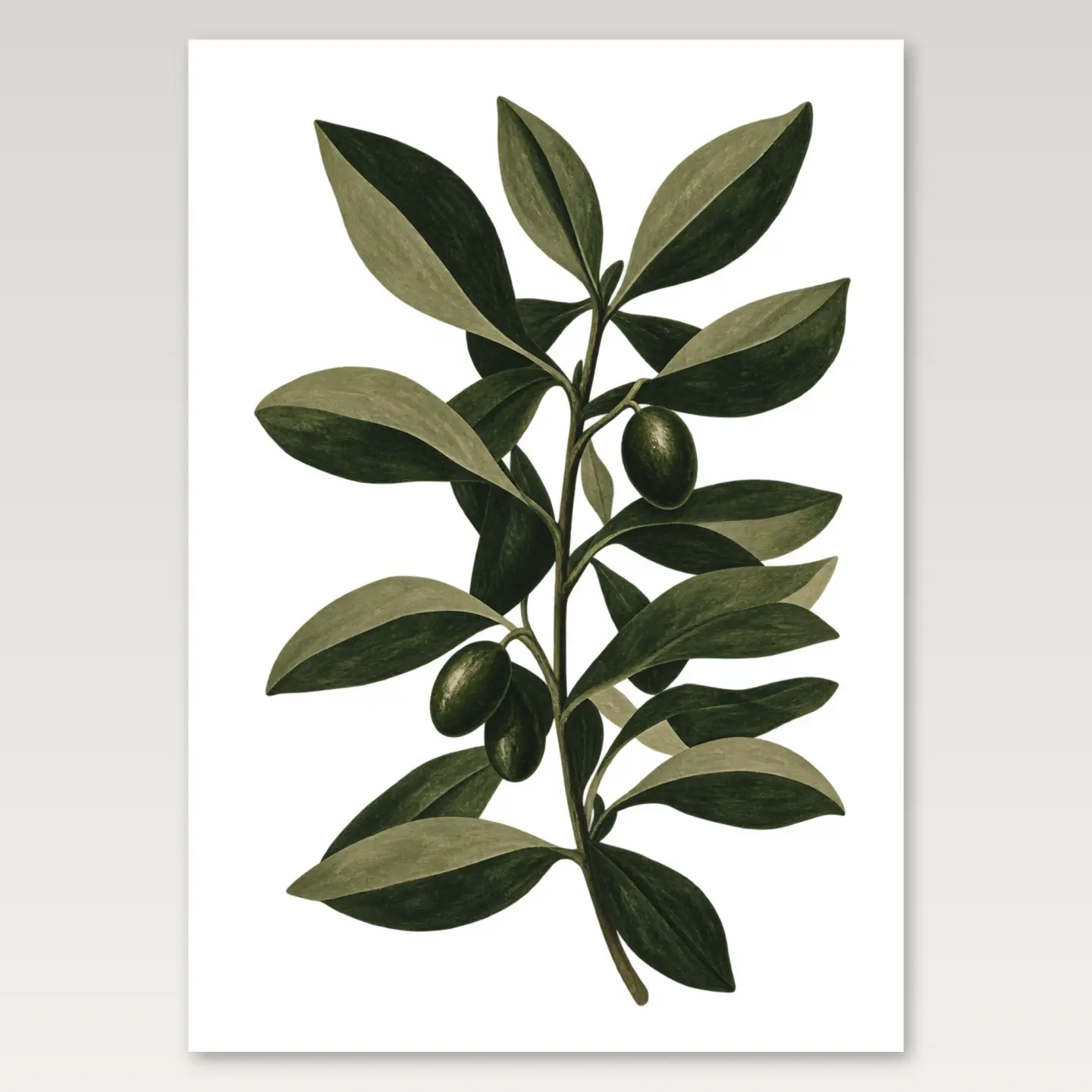 Olive Branch Study A4 Poster mockup