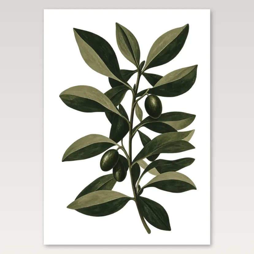 Olive Branch Study A4 Poster