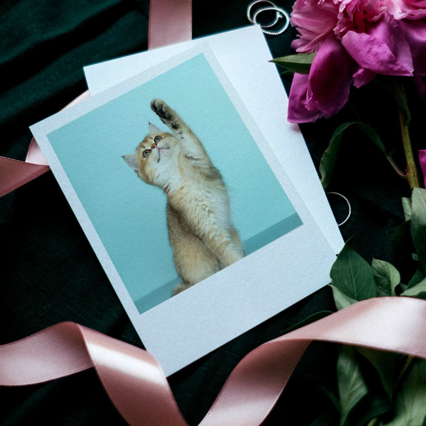 Cats Prints Set of 12