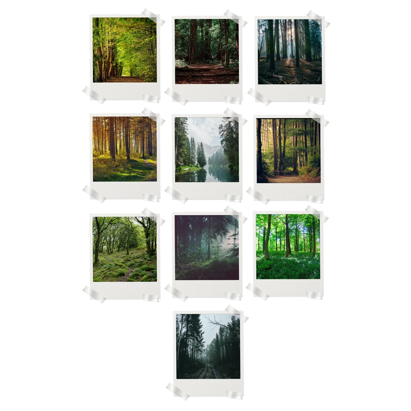 Forest Prints Set of 10