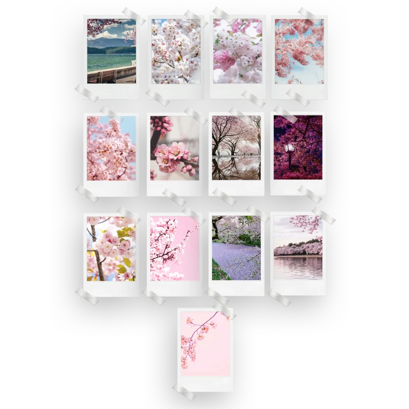 Cherry Blossom Prints Set of 13
