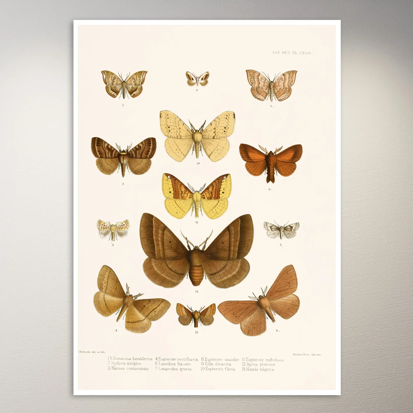 Butterflies Poster | Botanical Poster