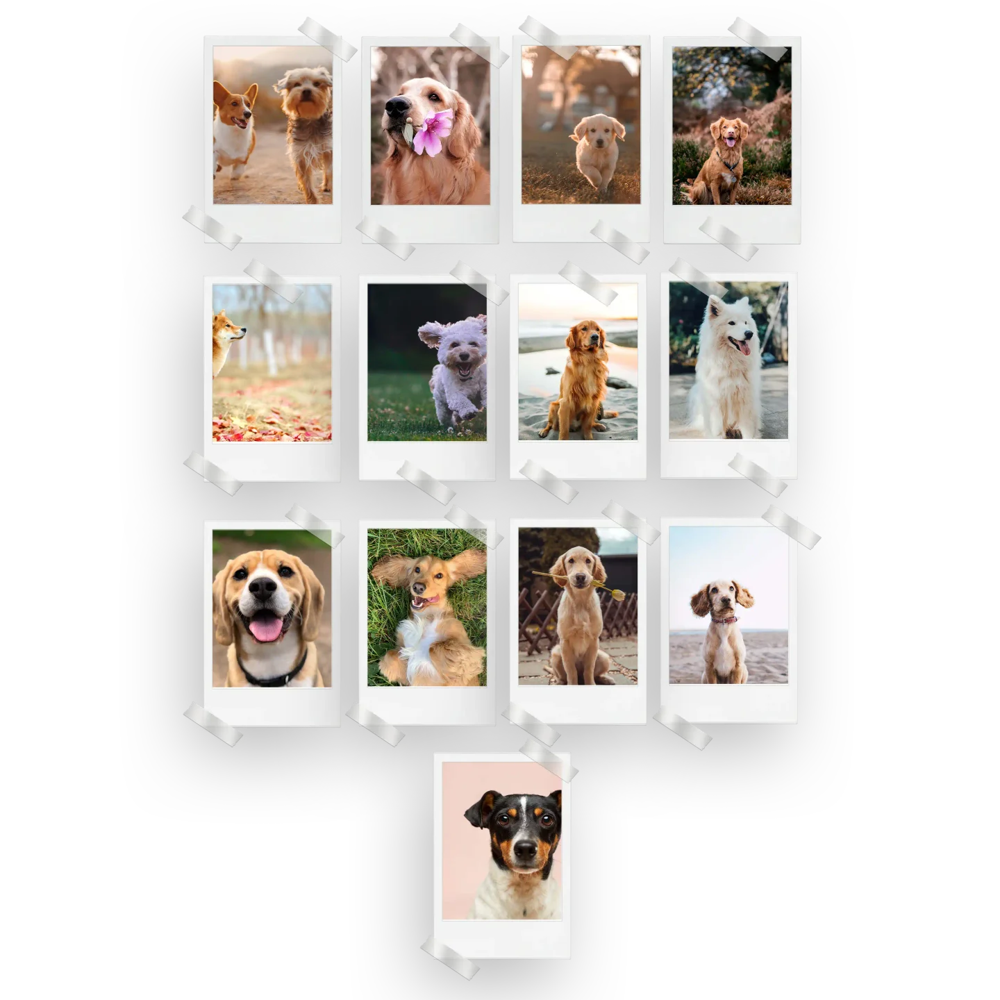 Dogs Prints Set of 13
