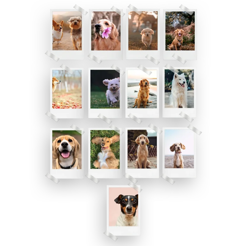 Dogs Prints Set of 13
