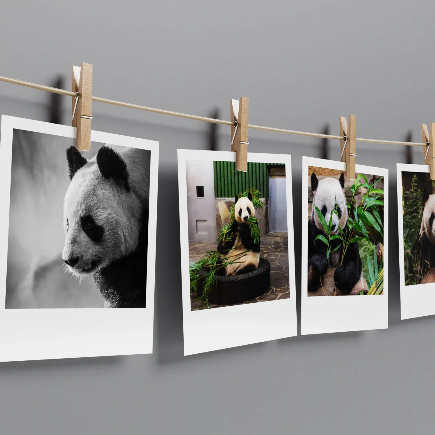 Panda Prints Set of 10