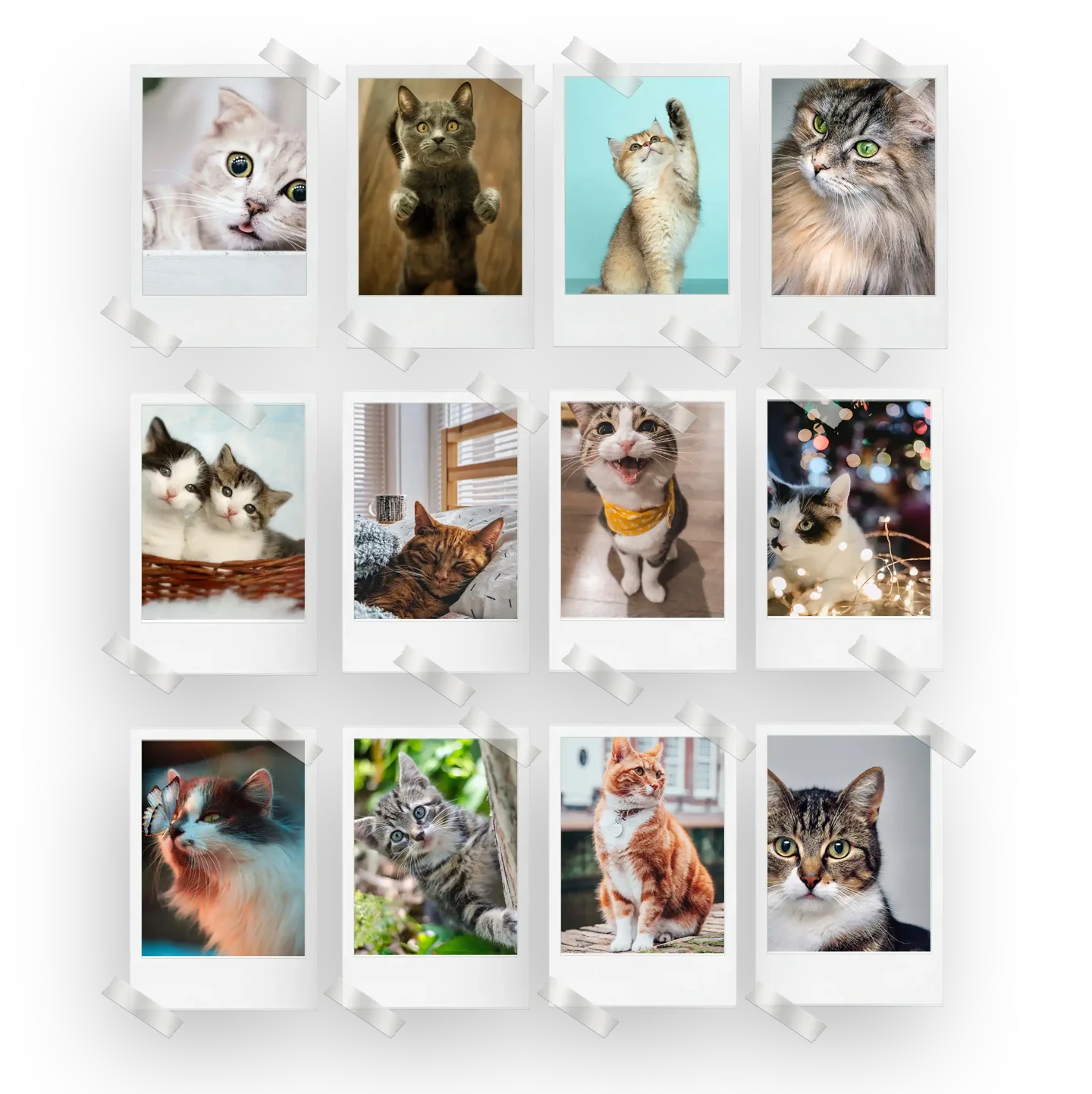 Cats Prints Set of 12