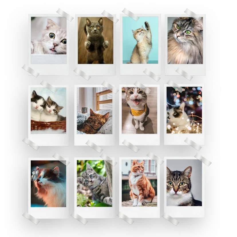 Cats Prints Set of 12