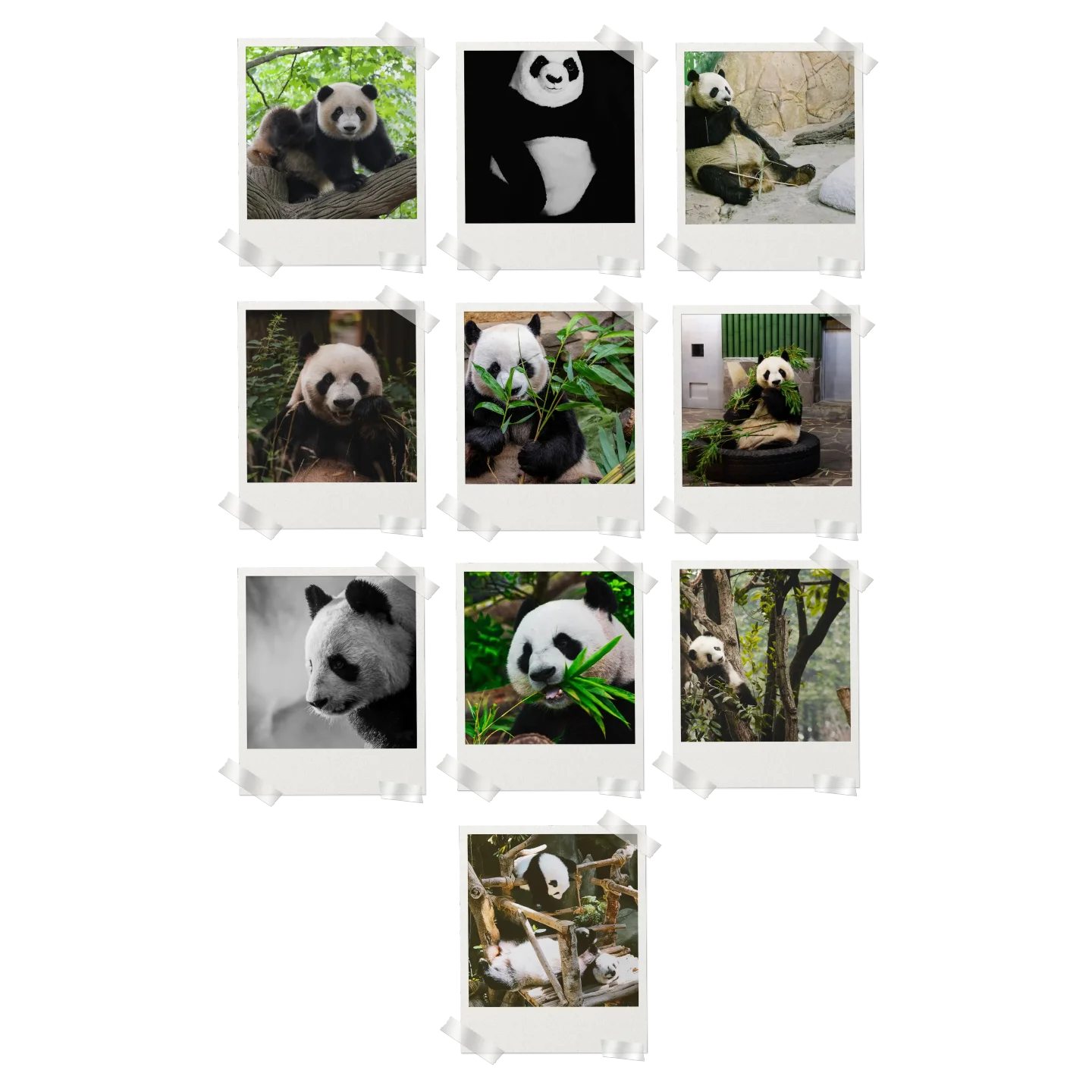 Panda Prints Set of 10
