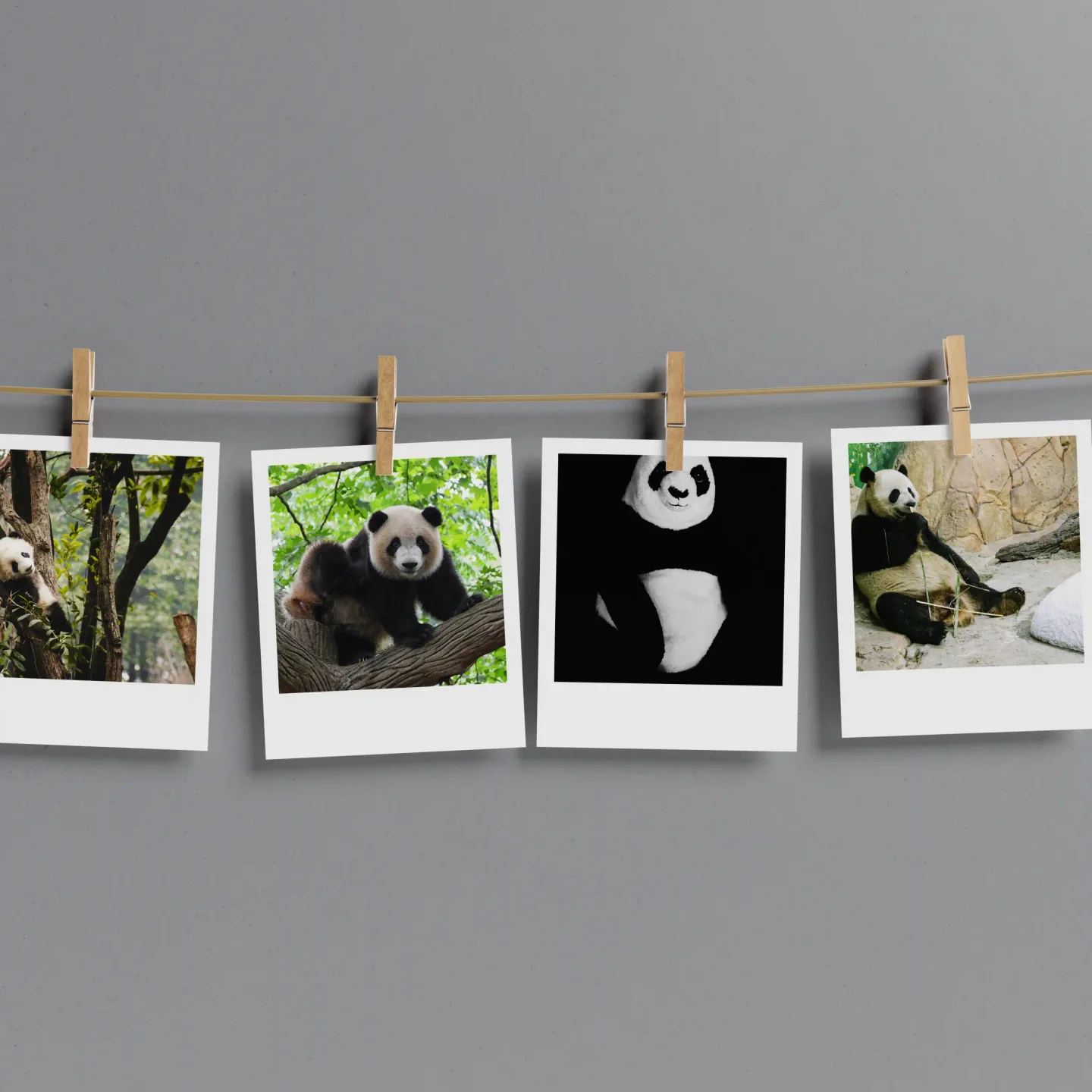 Panda Prints Set of 10
