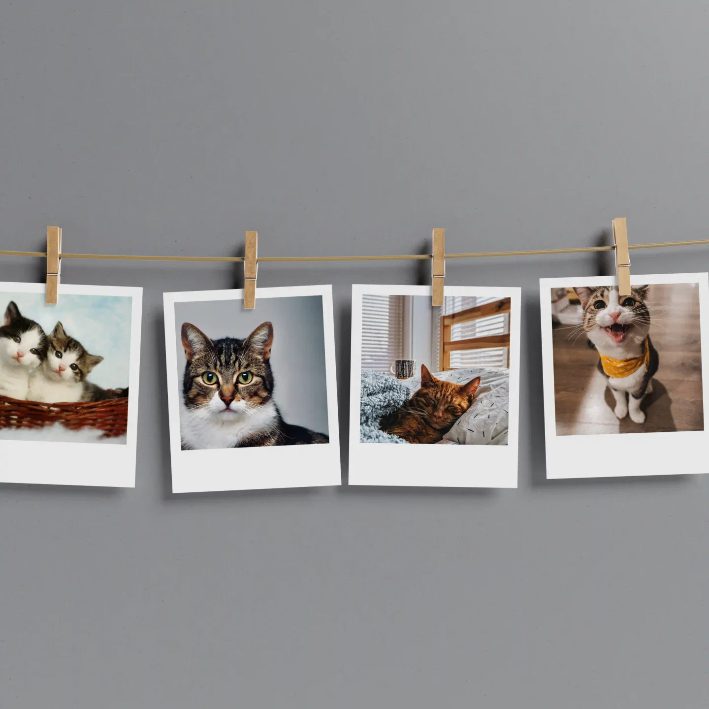 Cats Prints Set of 12