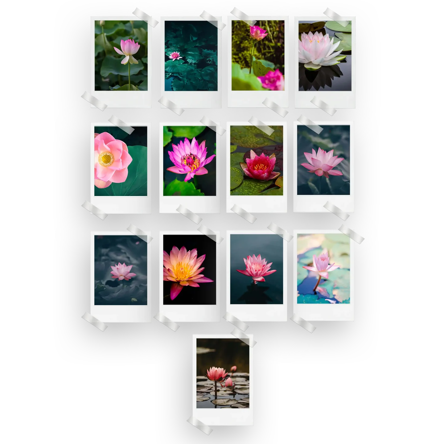 Lotus Prints Set of 13