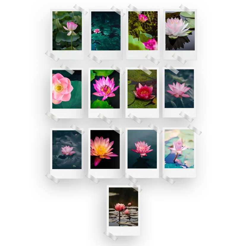 Lotus Prints Set of 13