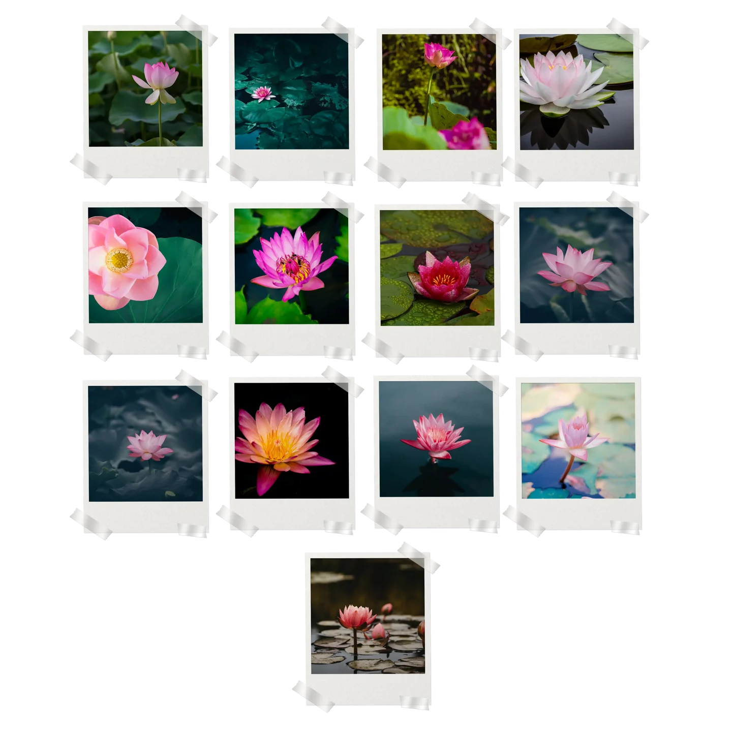 Lotus Prints Set of 13