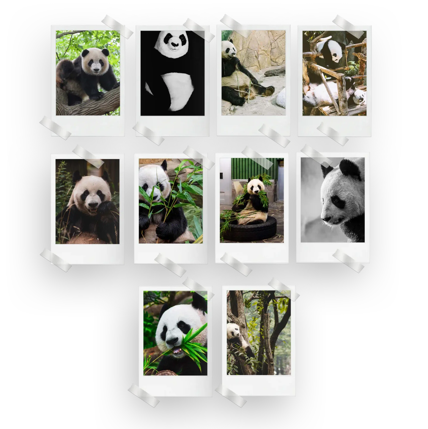 Panda Prints Set of 10