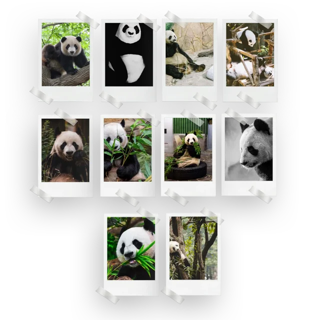 Panda Prints Set of 10