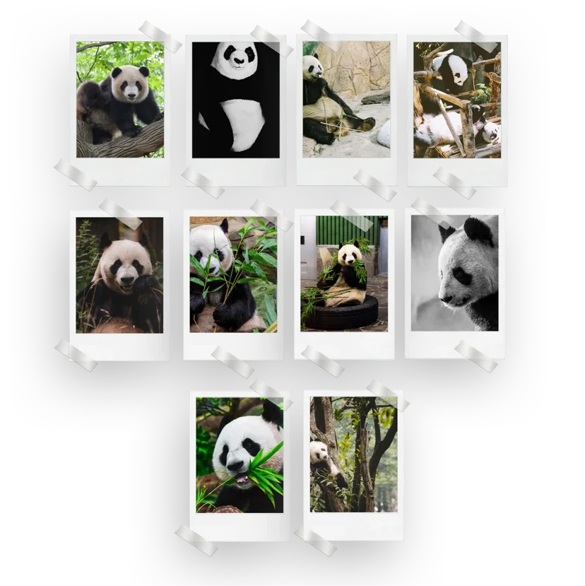 Panda Prints Set of 10