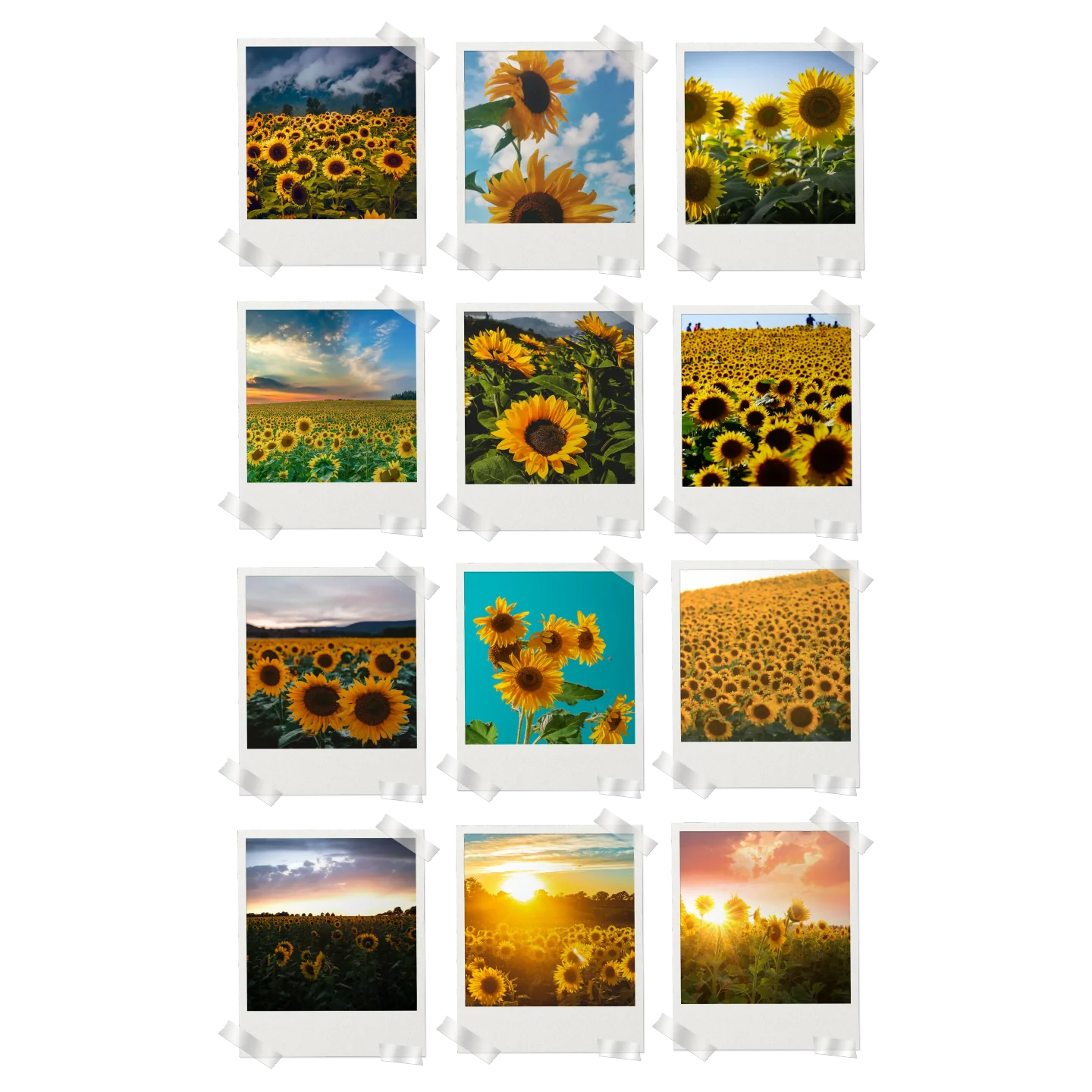 Sunflowers Prints Set of 12