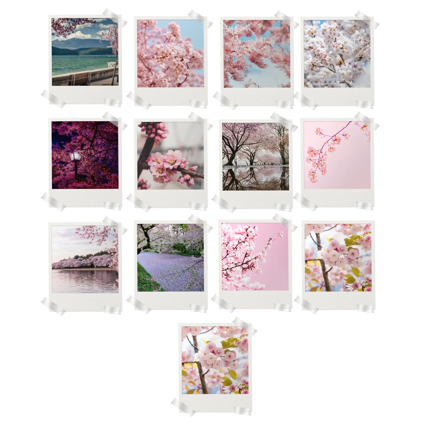 Cherry Blossom Prints Set of 13