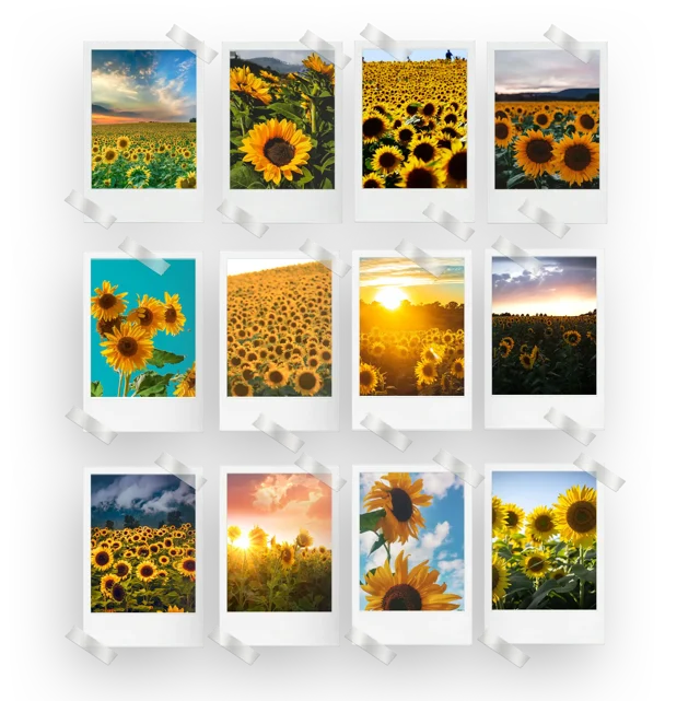 Sunflowers Prints Set of 12