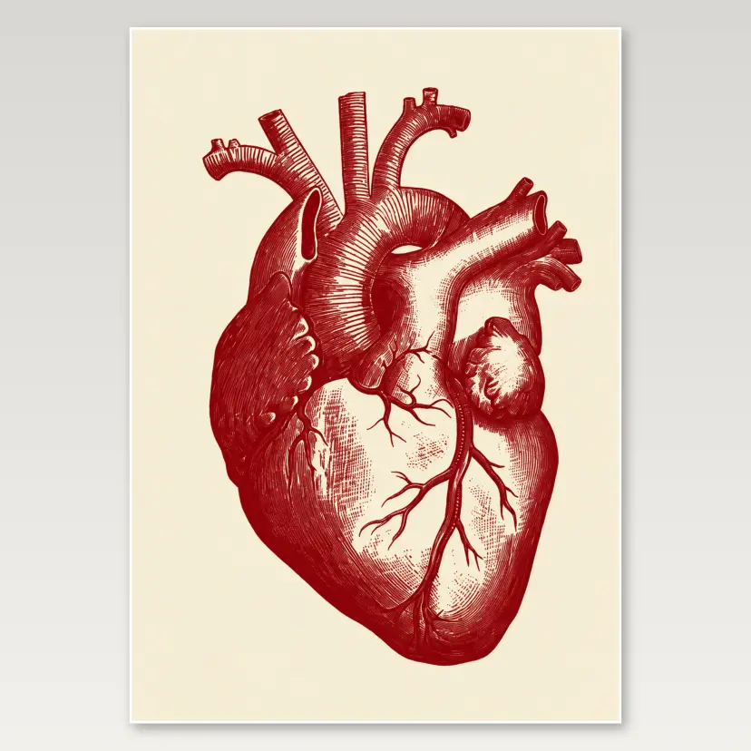 Anatomical Heart A4 Poster
