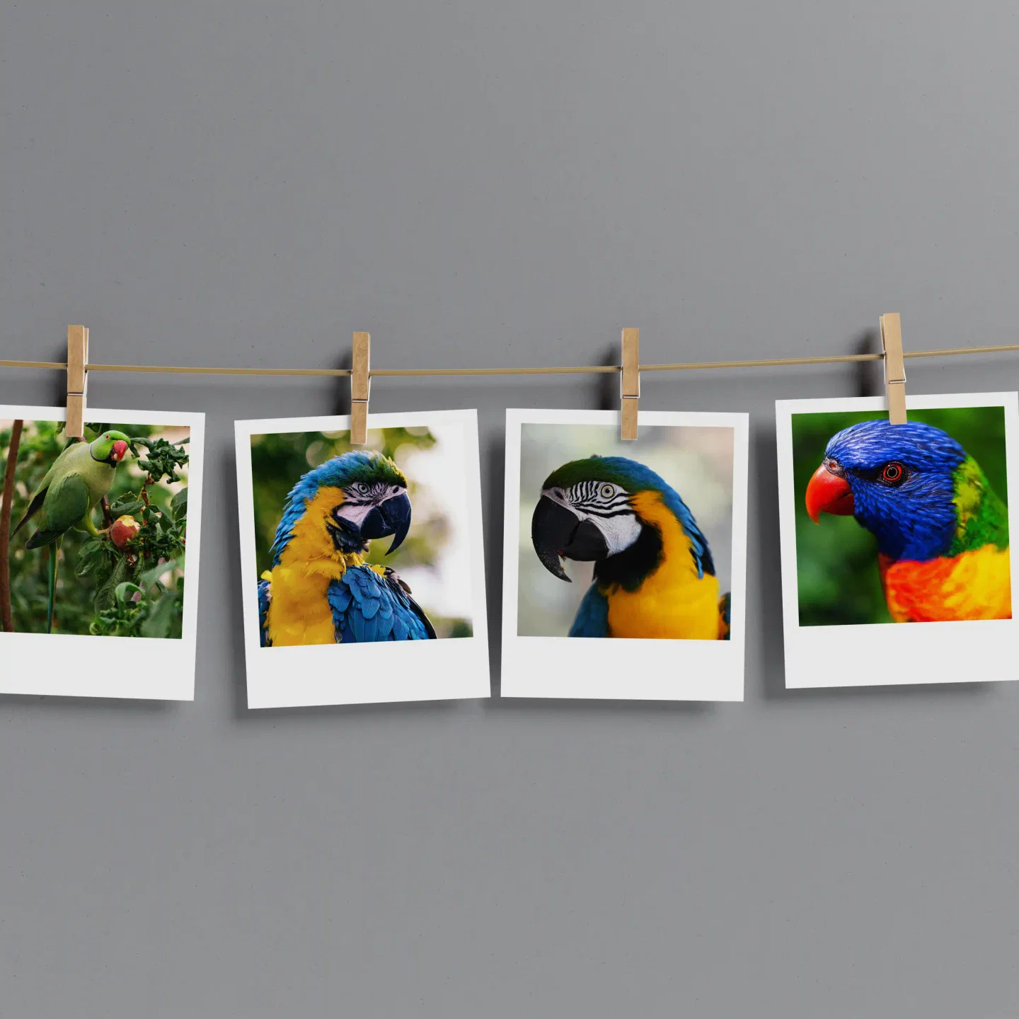 Parrots Prints Set of 8