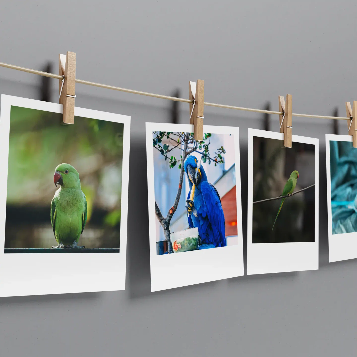 Parrots Prints Set of 8
