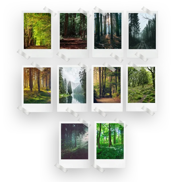 Forest Prints Set of 10