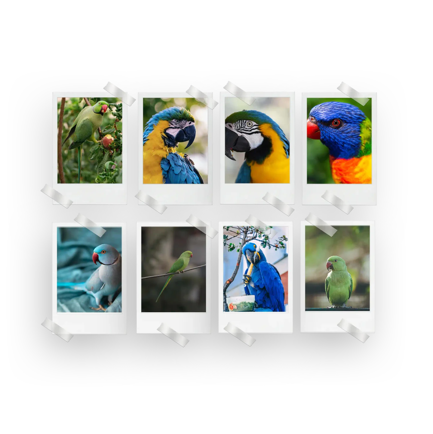 Parrots Prints Set of 8