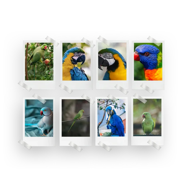 Parrots Prints Set of 8