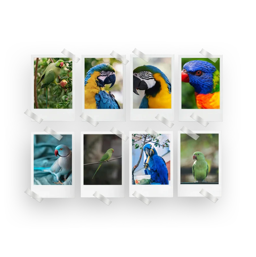 Parrots Prints Set of 8