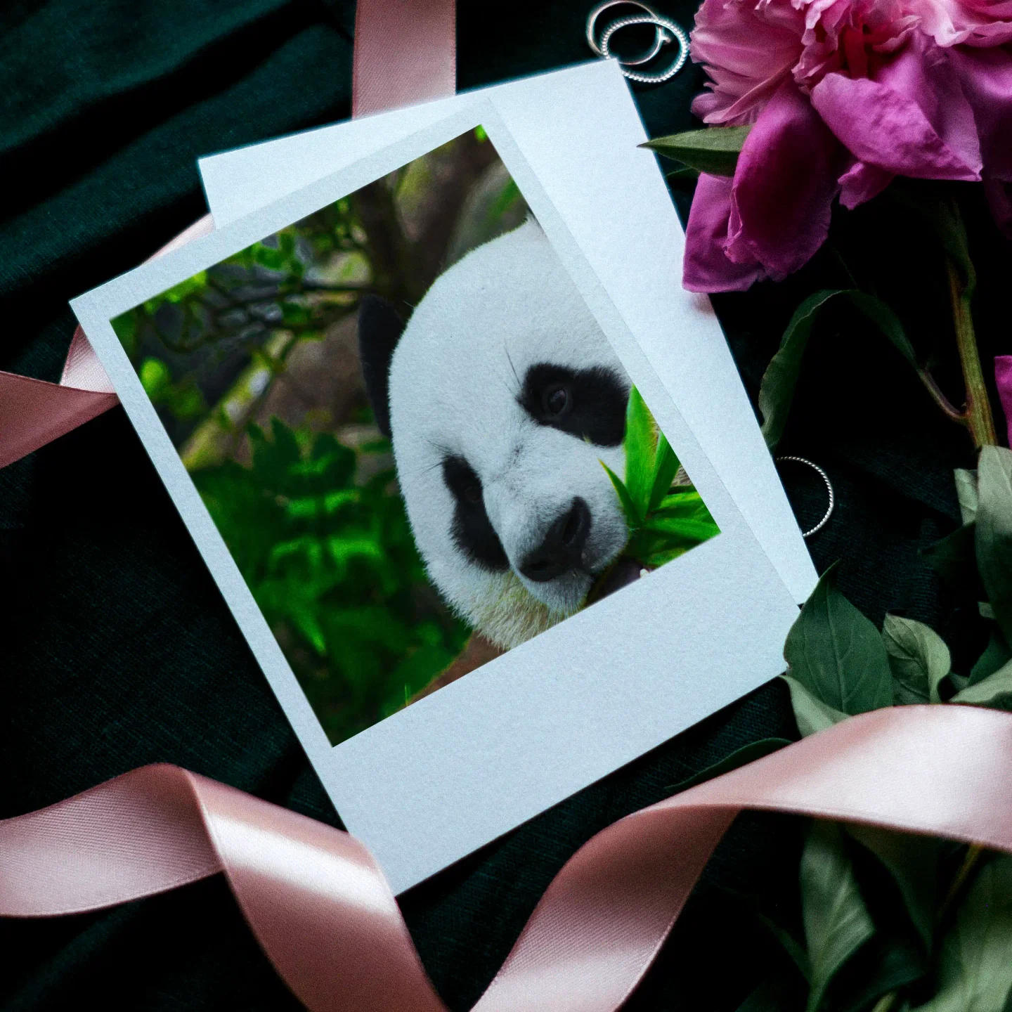 Panda Prints Set of 10