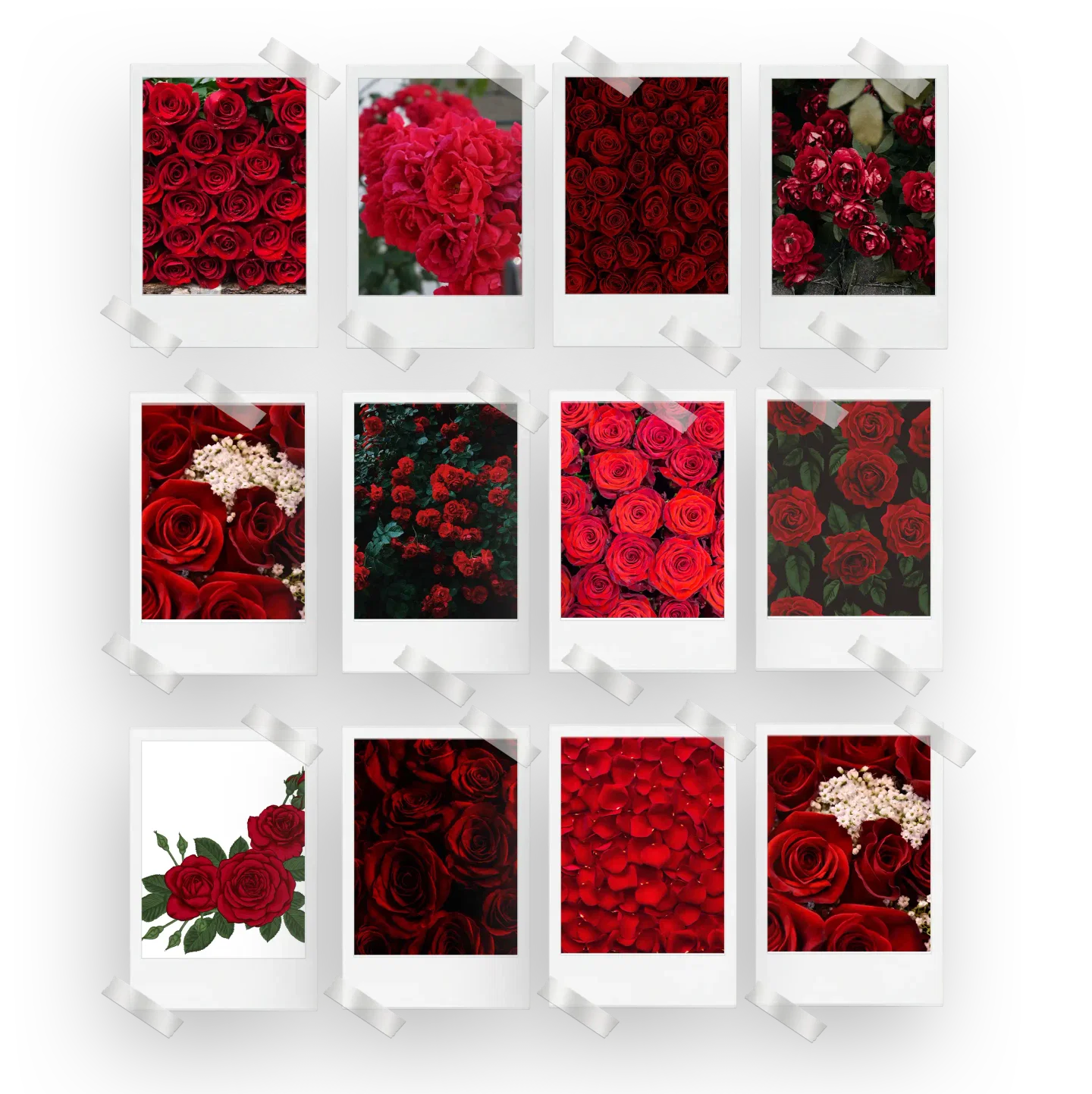 Red Roses Prints Set of 12