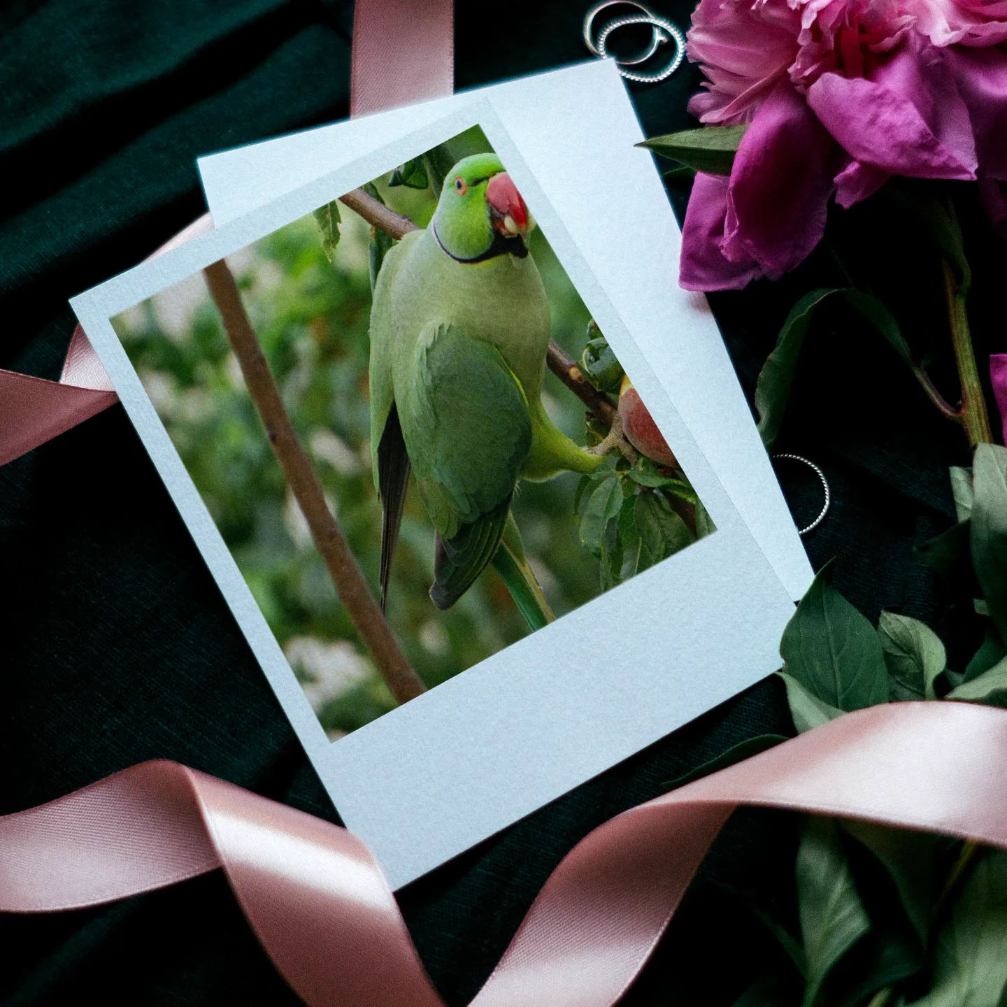 Parrots Prints Set of 8