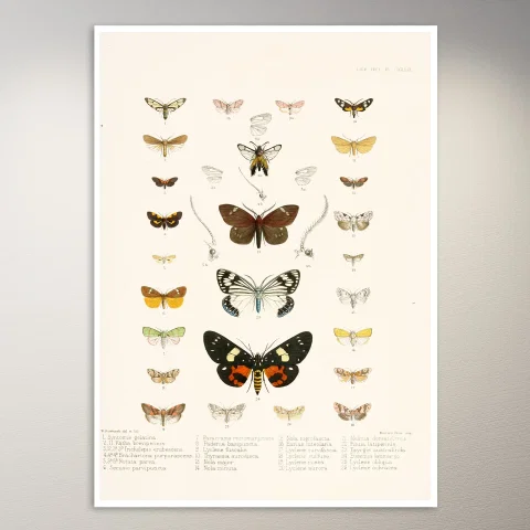 Butterflies Poster | Botanical Poster