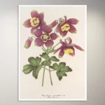 Flower Poster | Botanical Poster