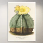 Flower Poster | Botanical Poster