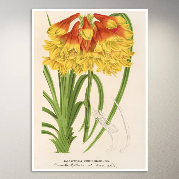 Flower Poster | Botanical Poster