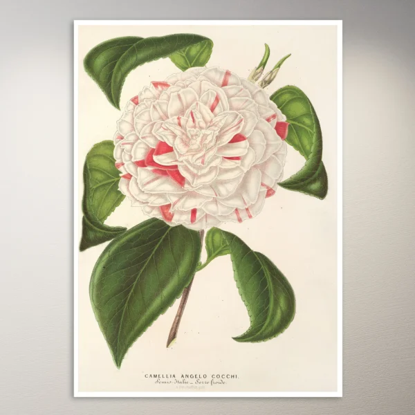 Flower Poster | Botanical Poster