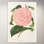 Flower Poster | Botanical Poster