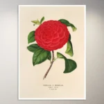 Flower Poster | Botanical Poster