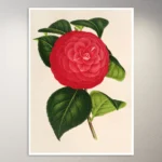 Flower Poster | Botanical Poster