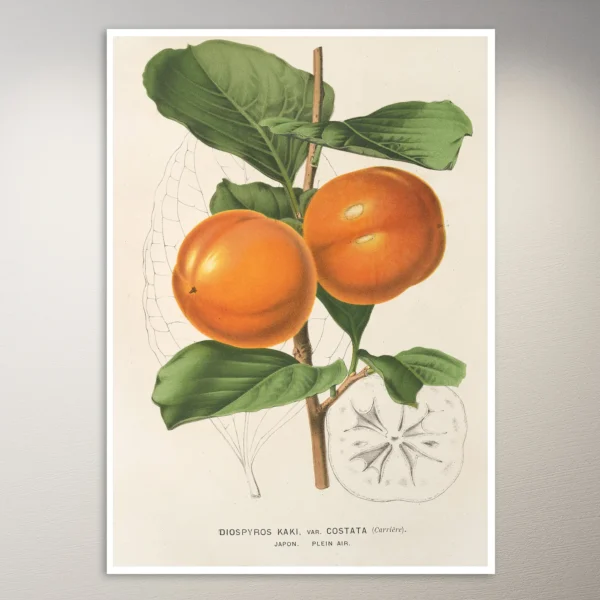 Flower Poster | Botanical Poster