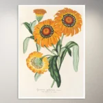 Flower Poster | Botanical Poster