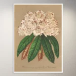 Flower Poster | Botanical Poster